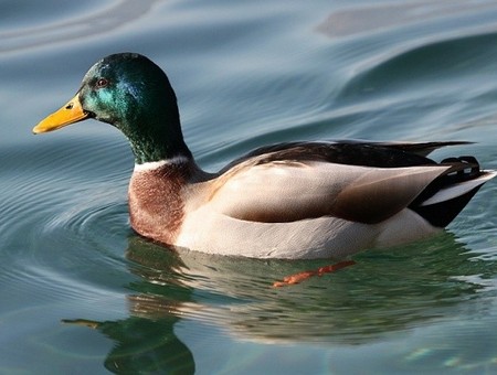 Tiere, die in dieser Gegend leben