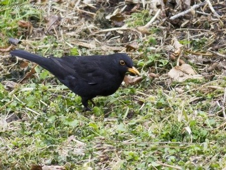 Animali che vivono in questa zona