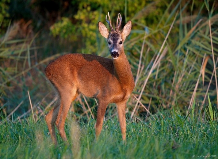 Tiere
